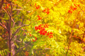 autumn leaves