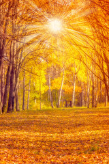 Obraz premium autumn leaves vintage nature background