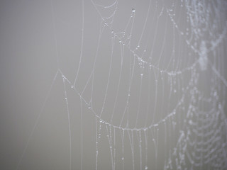 Web in drops of dew in the mist