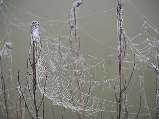 Web in drops of dew in the mist
