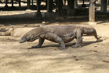 Komodo dragon in the island of Rinca, Indonesia