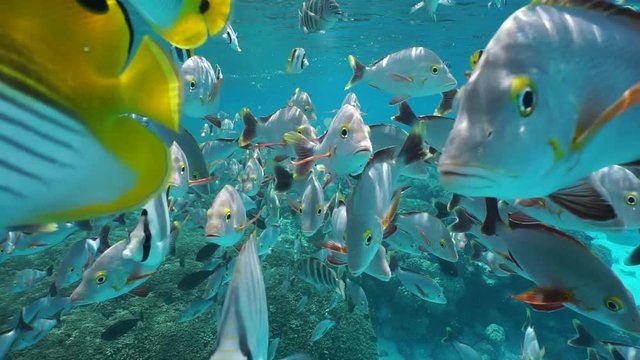 Shoal of tropical fish, mostly humpback red snapper and Pacific double-saddle butterflyfish, underwater close to the surface and the camera, lagoon of Rangiroa, Pacific ocean, French Polynesia
