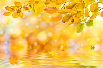 Amazing nature autumn background