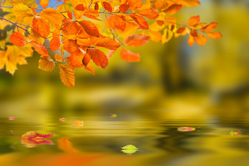 Naklejka na ściany i meble Nature Autumn Background