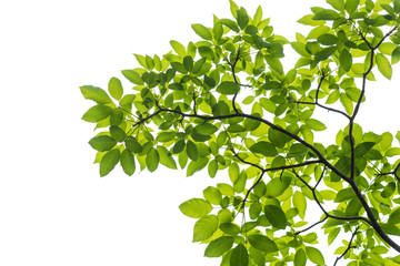 Obraz premium Green leaf isolated on white background, This has clipping path.
