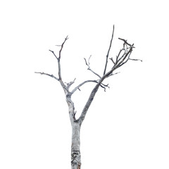 Single old and dead tree isolated on white background. This has clipping path.