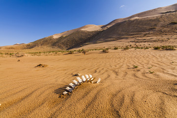 Fototapeta na wymiar White bones in the desert sands.