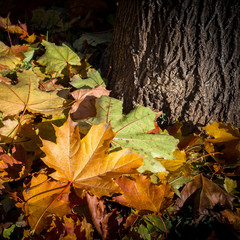 Fallen autumn leaves
