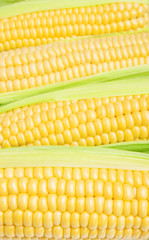 Grains of ripe corn. Background of corn cobs