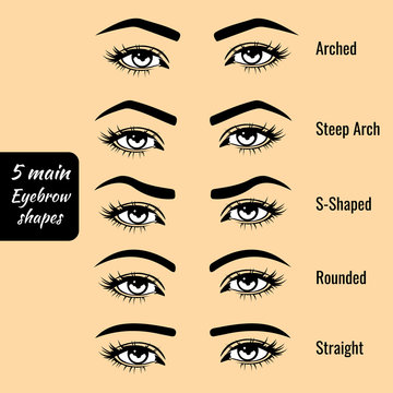 Basic eyebrow shape types vector illustration