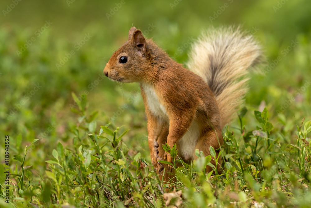 Canvas Prints red squirrel standing in green foliage looking around with a green background.