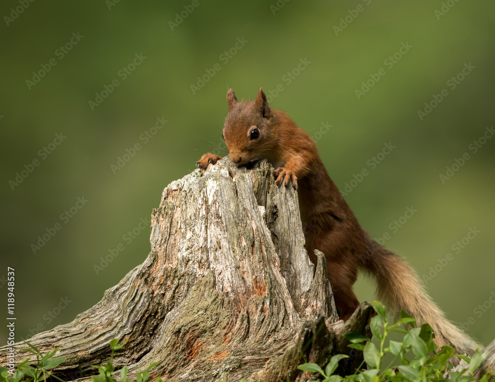 Canvas Prints red squirrel searching for food in a tree stump with a green foliage background.