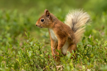 Naklejka na ściany i meble Red squirrel standing in green foliage looking around with a green background.