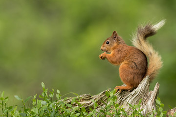 Naklejka na ściany i meble Red squirrel perched on a tree stump eating a nut with a green background.