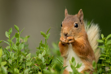 Close up of a Red Squirrel sitting in green foliage eating a nut with a green background.