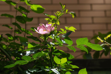 Flower wild rose