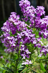 Obraz premium Phlox flower closeup