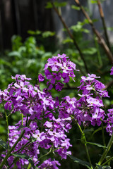 Phlox flower closeup