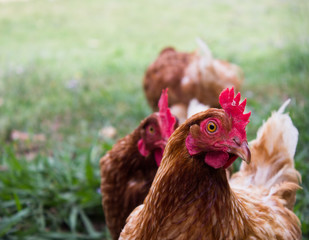 Chicken with red crest and a beautiful brown plumage