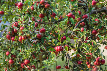 Apple trees in an orchard