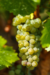Ripening grapes on the vine