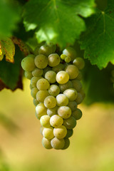 Ripening grapes on the vine