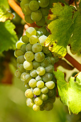 Ripening grapes on the vine