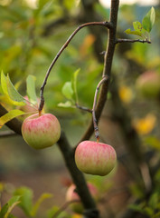 Closeup of ripe apples