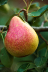 Red yellow pear on a branch