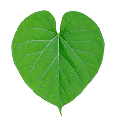 Obraz premium green leaves(Tinospora cordifolia herb) isolated on white
