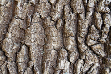 Textured background from bark of the oak tree. Dark wooden background