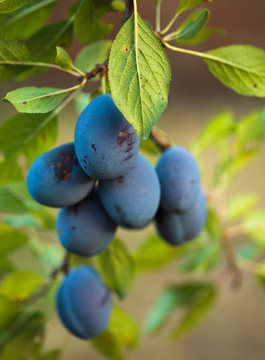 Ripe Blue Plums In An Orchard