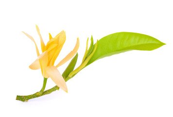 Fototapeta premium Champaka flower with leaf isolated on white