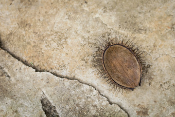 Fototapeta na wymiar Dry flower seed with space on old cement floor texture background
