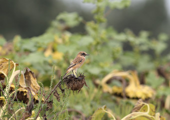Little brown bird sitting on sunflower