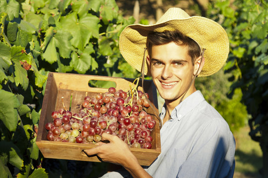picking grapes in the vineyard