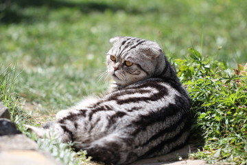 British Shorthair kitten