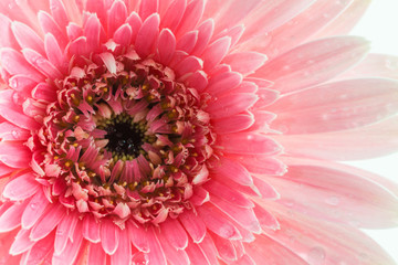 Closeup a pink gerbera daisy flower.