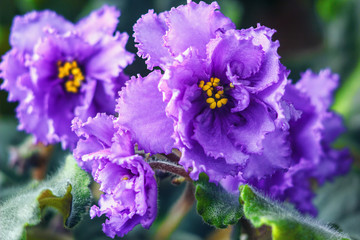 African violet (red saintpaulia ionantha) in white wicker basket on wooden background