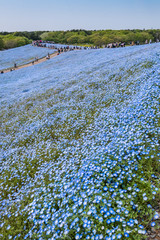 Blue Nemophila at Hitachi Seaside Park