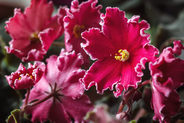 Fototapeta premium African violet (red saintpaulia ionantha) in white wicker basket on wooden background