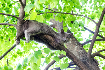 Curious blue funny cat sitting high on a tree in relaxing pose.
