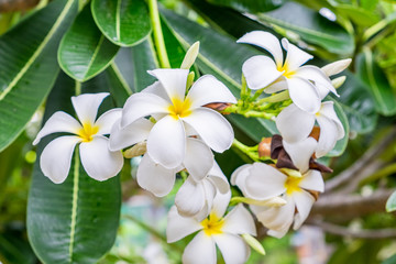 Plumeria, Frangipani, leelawadee, lantorm flower bloom white yellow