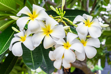 Obraz na płótnie Canvas Plumeria, Frangipani, leelawadee, lantorm flower bloom white yellow