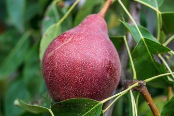 pear on the tree