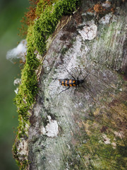 Beetle on mossy tree saw cut (Flower Longhorn Beetle)