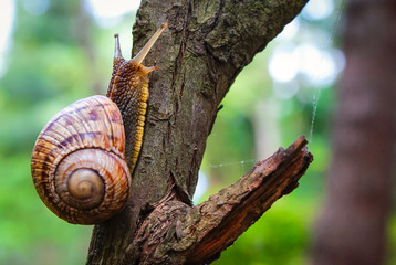 Snail on the tree in the garden. Snail gliding on the wet wooden texture. Macro close-up blurred...