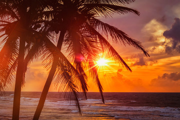 Naklejka na ściany i meble Tropical sunset scene with palms