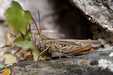 Grasshopper, Orthoptera, Caelifera