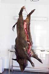 Wild boar carcass